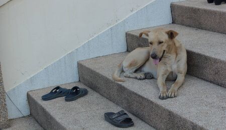 Dog lying on the stairsの写真素材