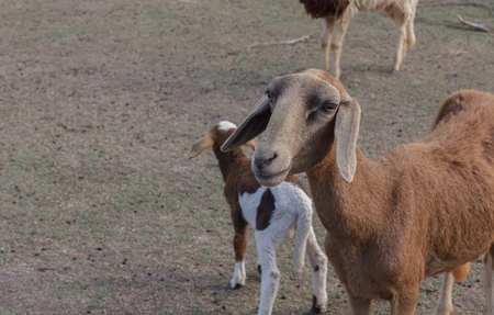 Sheep on the farmの写真素材