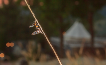 Insect breed on branches at sunset.の写真素材