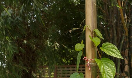 Piper betle on wooden pole