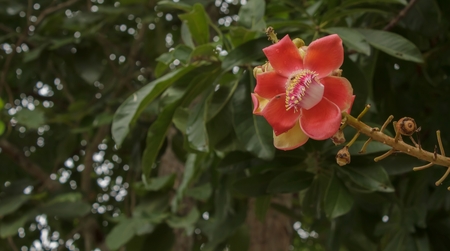 shorea robusta in the gardenの写真素材