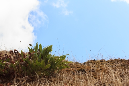 Orchid on rocky cliffの写真素材