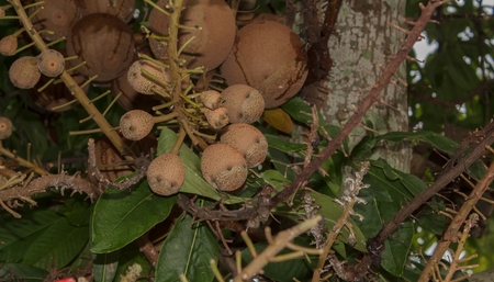 Fruits of shorea robusta in the garden