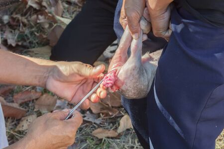 Veterinarians are undergoing surgery for piglets with intestinal diseases.
