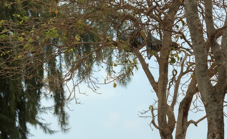 Speaker for warning tourists on the trees.の写真素材