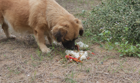 Dogs eat food on the ground.の写真素材