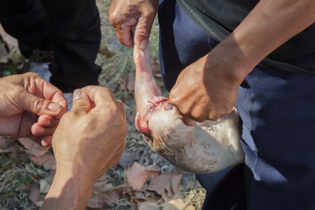 Veterinarians are undergoing surgery for piglets with intestinal diseasesの写真素材