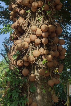 Fruits of shorea robusta  in the gardenの写真素材