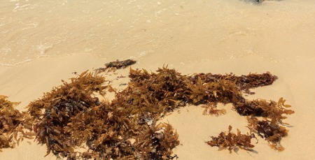 Seaweed on the beachの写真素材