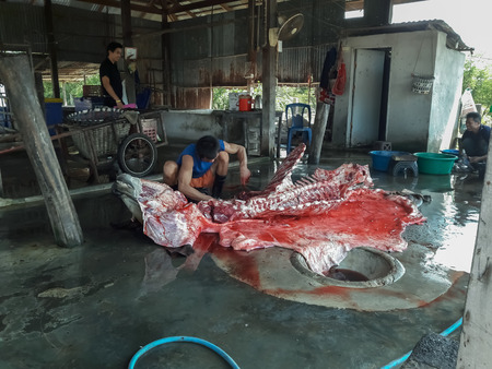 Workers slaughter cattle in slaughterhouses for distribution.Mahasarakham,Thailand,April 12,2017