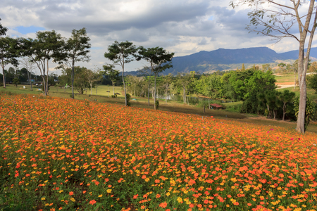 Cosmos flower fields and beautiful scenery.の写真素材