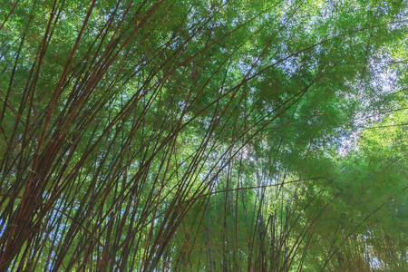 Bamboo and green bamboo leaves.の写真素材