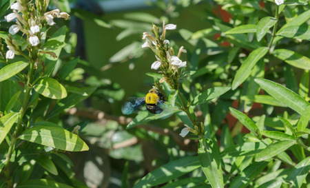 Bumble Bee nectar from flowers in the garden.