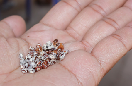 Mushroom in hand.の写真素材