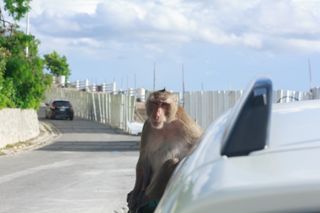 Monkey sitting on a white car.の写真素材