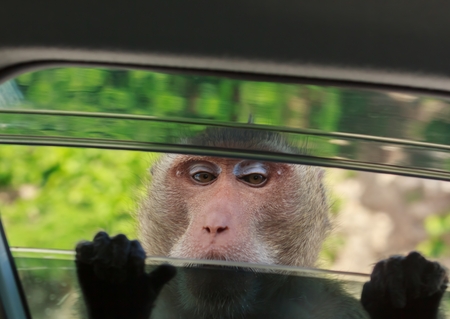Monkey looking in the car through a car window.の写真素材