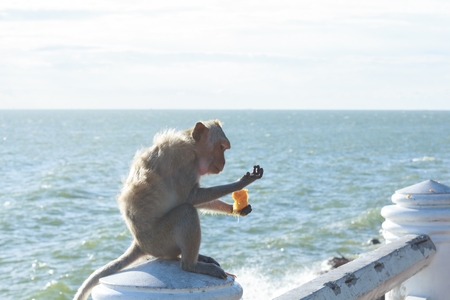 Monkey eating mango on the sea shore.の写真素材