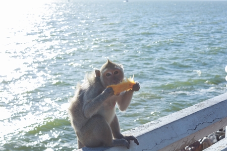 Monkey eating mango on the sea shore.