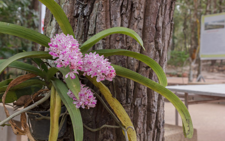 Beautiful orchid in the garden.の写真素材