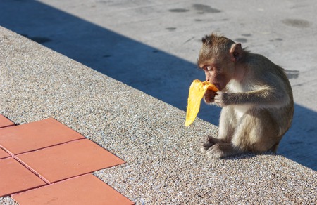 Monkey eating mango on concrete floor.の写真素材