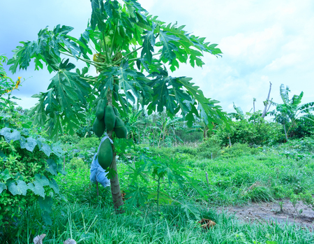 Papaya tree in the garden.の写真素材