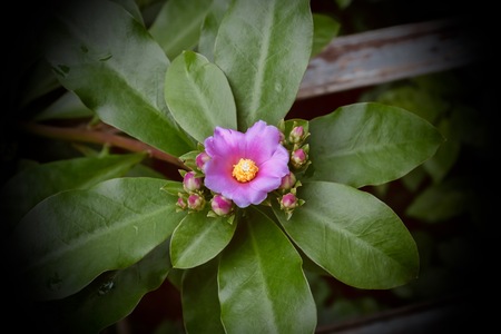 Beautiful pink flowers in the garden.の写真素材