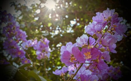 Flowers of Lagerstroemia floribunda Jack in the garden.の写真素材