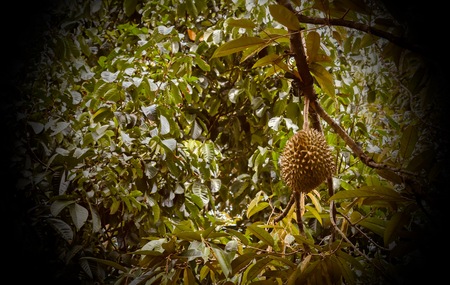 Durian fruit on the tree in the garden.の写真素材