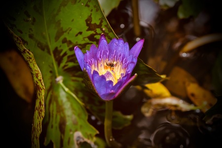 Beautiful lotus in the garden.の写真素材