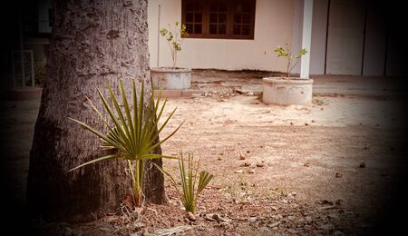 Sugar palm is born under the big tree.の写真素材