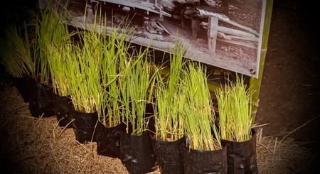 Rice in bags for cultivation.の写真素材