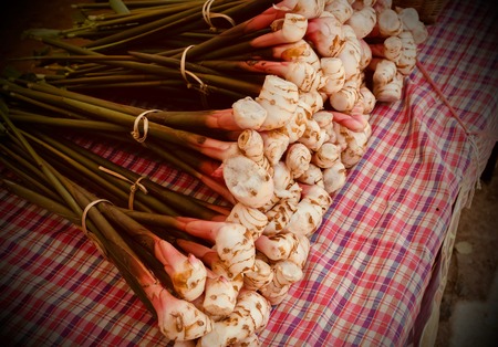 Galanga for cooking on the table.の写真素材