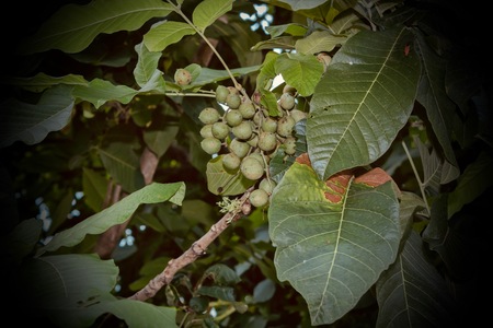 Thailand native fruit in the garden.の写真素材