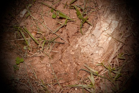 Ants nest in the lawn.の写真素材