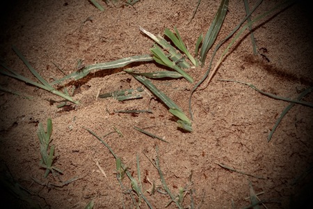 Ants nest in the lawn.の写真素材