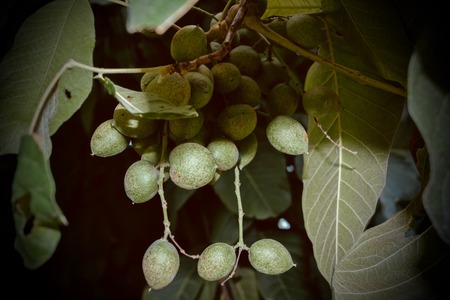 Thailand native fruit in the garden.の写真素材