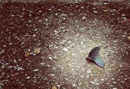 One butterfly on the stone floor.の写真素材