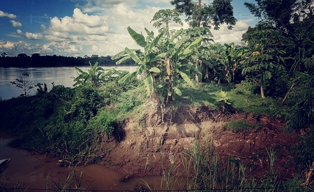 Banana tree on the river bank.