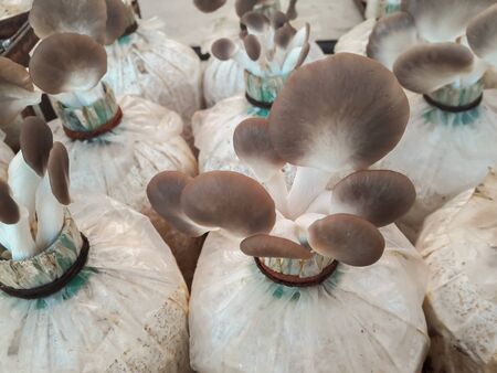 Mushrooms for sale to customers.の写真素材
