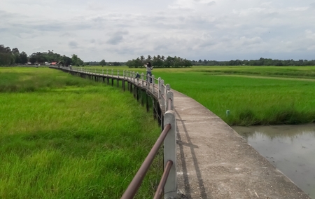 Concrete bridges on rice fieldsの写真素材