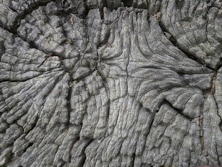 Beautiful patterned wood decayの写真素材