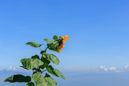 Sunflower and beautiful skyの写真素材