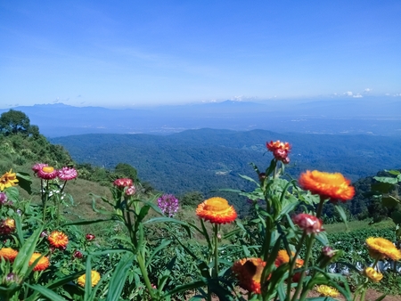 Colorful flowers on the mountainの写真素材