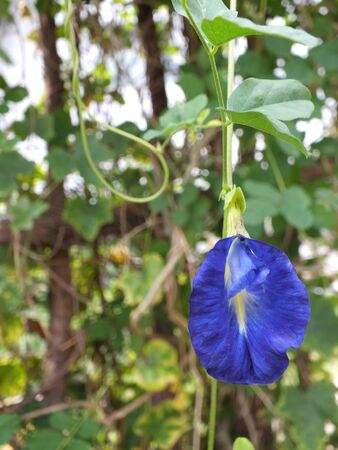 Asian pigeonwingsの写真素材