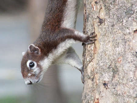 squirrelの写真素材