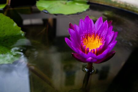 Purple Beautiful Lotus Flower Bloomingの写真素材