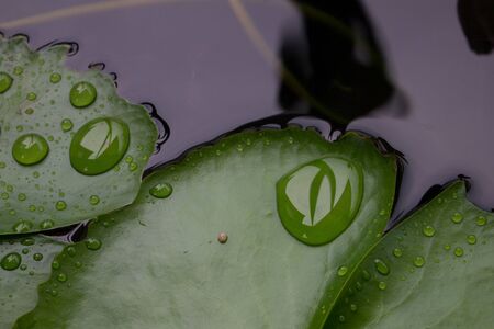 Green Lotus Leaves on Water with Water Dropの写真素材