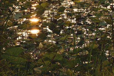 Lotus Pond with Sunlight and Grassの写真素材