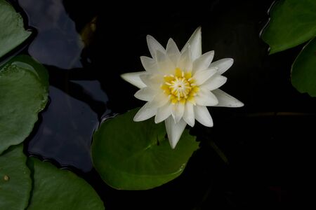 Thai Lotus White Color Bloomingの写真素材