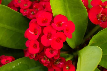 Red Euphorbia Milii Desmoul Leaves and Flowerの写真素材